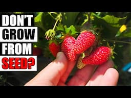 4 Reasons To Not Grow Strawberries From Seed