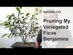 Episode 125, Pruning My Variegated Ficus Benjamina