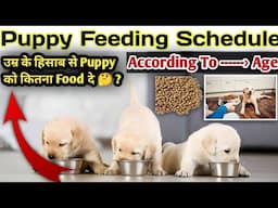 Puppy Feeding Schedule || According To Age || उम्र के हिसाब से कितना खाना दे 🤔 ? Puppy कितना खायेगा