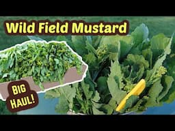 It's like finding money. Don't overlook flowering wild field mustard, Brassica rapa