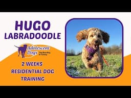 Hugo the Labradoodle | 2 Weeks Residential Dog Training