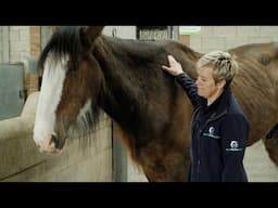 How could anyone treat horses like this? World Horse Welfare TV Advertisement