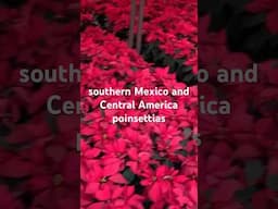 Origins of Poinsettias - The Christmas Flower