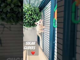 TOO CUTE omg 🥰 #sugarglider #sugarglidersoftiktok #cuteanimals #adorableanimals #cute #adorable