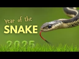 SNAKES 🐍 Year of the SNAKE 2025 🐍 Animal facts