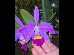 Cattleya eldorado 'Mont ito" a long lasting fragrant orchid species from Brazil