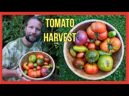 Tomato Harvest 2024: You Won't Believe These Incredible Varieties!