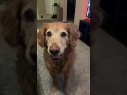 The most helpful old man #goldenretriever #dogtraining #smartdogtraining #tasktrained