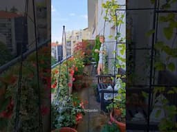 My Balcony Garden In 2024 #containergardening #balconygarden #shadegarden