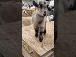 Enjoying the morning, watching the baby Goats play!! #familyfarm #family #goat #farming #farm ￼