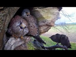 Kestrel v Jackdaw: Long Fight for Nest Site | Apollo & Athena | Robert E Fuller