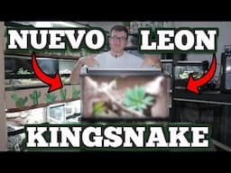 AWESOME REALISTIC SNAKE TANK! (Nuevo Leon Kingsnake) | Guide