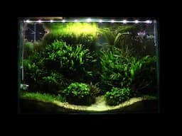 Planted Tanks Revisited: Altitude & Escarpment