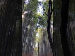 The Bamboo Forest in Kyoto 🇯🇵 #shorts #travel #nature #japan #kyoto #bamboo