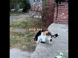 Cat Street Slap