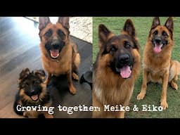 My German Shepherd Puppies Grow Together | Meike & Eiko