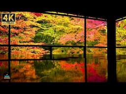 🍁 4K Best Autumn Leaves in KYOTO Japan - Scenic Landscape of Rurikoin