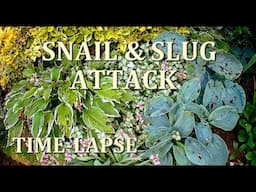 Horror Timelapse of Hostas Attacked by an Army of Snails