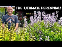 Baptisia: The Ultimate Low-Maintenance Perennial