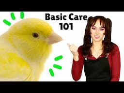 Canary Care 101 | How to Care For Domestic Canary Birds | Essential Care Tips