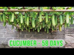 In just 58 days, my cucumber garden harvested 1 ton, I can't eat it all