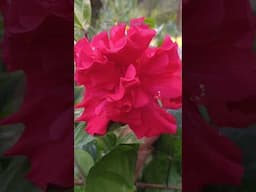 😱🌸செம்பருத்தி பூ எவ்வளவு  பெருசா வந்துருக்கு #shorts#trending #gardening #reels