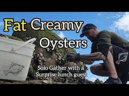 Solo Pacific Oyster Gather and Cook  [ Big Fat Creamy Pacific Oysters]