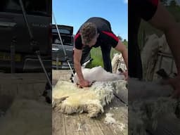 Easy shear sheep #sheep #shearing