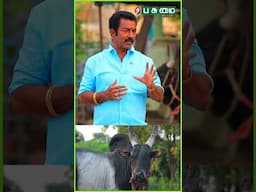 ஜல்லிக்கட்டு மாடு எப்படி பார்த்து வாங்குவாது? | திருச்சி G.R.Siva | Jallikkattu