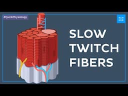 Classification of skeletal muscle fibers: Slow twitch fibers - Quick Physiology | Kenhub