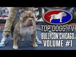 AMERICAN BULLY vs EXOTIC BULLY vs FRENCH BULLDOG DOG SHOW !!!!! TOP DOGG TV VOLUME #1