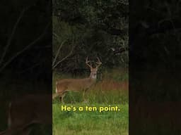 Would YOU shoot this deer?