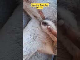 Bleeding From Dog Penis 🚨 || High Alert #shortsfeed #shorts_video #shortsviral #doglover #dogs #cats