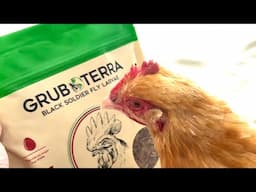 Grub Terra Black Soldier Fly Larvae ~ Favorite Treats ~ With Twin Cities Adventures !