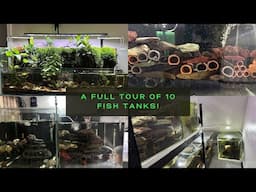 Update on all aquariums!! A full tour of 10 fish tanks