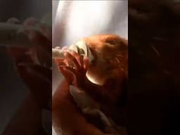 Raising a Baby Squirrel by Hand - a Childhood Dream