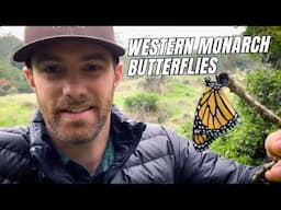 Monarch Butterflies | Minute with Matt