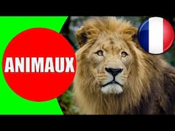 Les Animaux pour les Enfants en Français - Apprendre les bruits d'animaux pour bébé