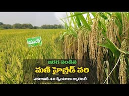 Mani TMRH 114 Paddy seeds telugu | Mani TMRH 114 Paddy variety | Agriculture