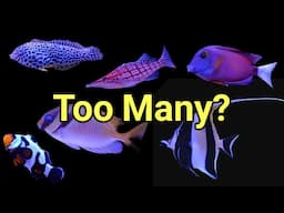 How Many Fish Is Too Many? The Prestige Reef Dork Show Ep 76