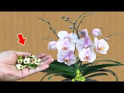 Just 1 Piece! Weak Orchid Suddenly Grows Hundreds Of Flower Branches!