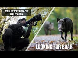 UK Wildlife Photography | looking for Wild Boar in the Forest of Dean | Nikon Z9 + 300mm 2.8 VR