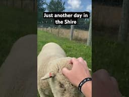 A Day in the Shire #lordoftherings #sheep #animals #animalshorts