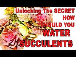 Unlocking the Secret: How Should You Water Succulents?