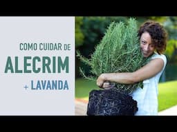 Como cultivar ALECRIM e LAVANDA em VASO