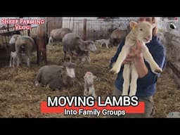 Moving Lambs Into Family Groups: Noisy Morning In The Lambing Barn