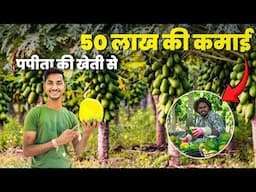 पपीता की खेती से 50 लाख कमाई // Papaya Farming की A To Z जानकारी // Papita ki kheti