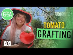 Grafting to Suit Your Location | Gardening Hacks | Gardening Australia