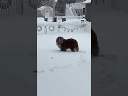 Wally does a snow day RIGHT