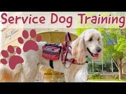 Service Dog Training // At Target